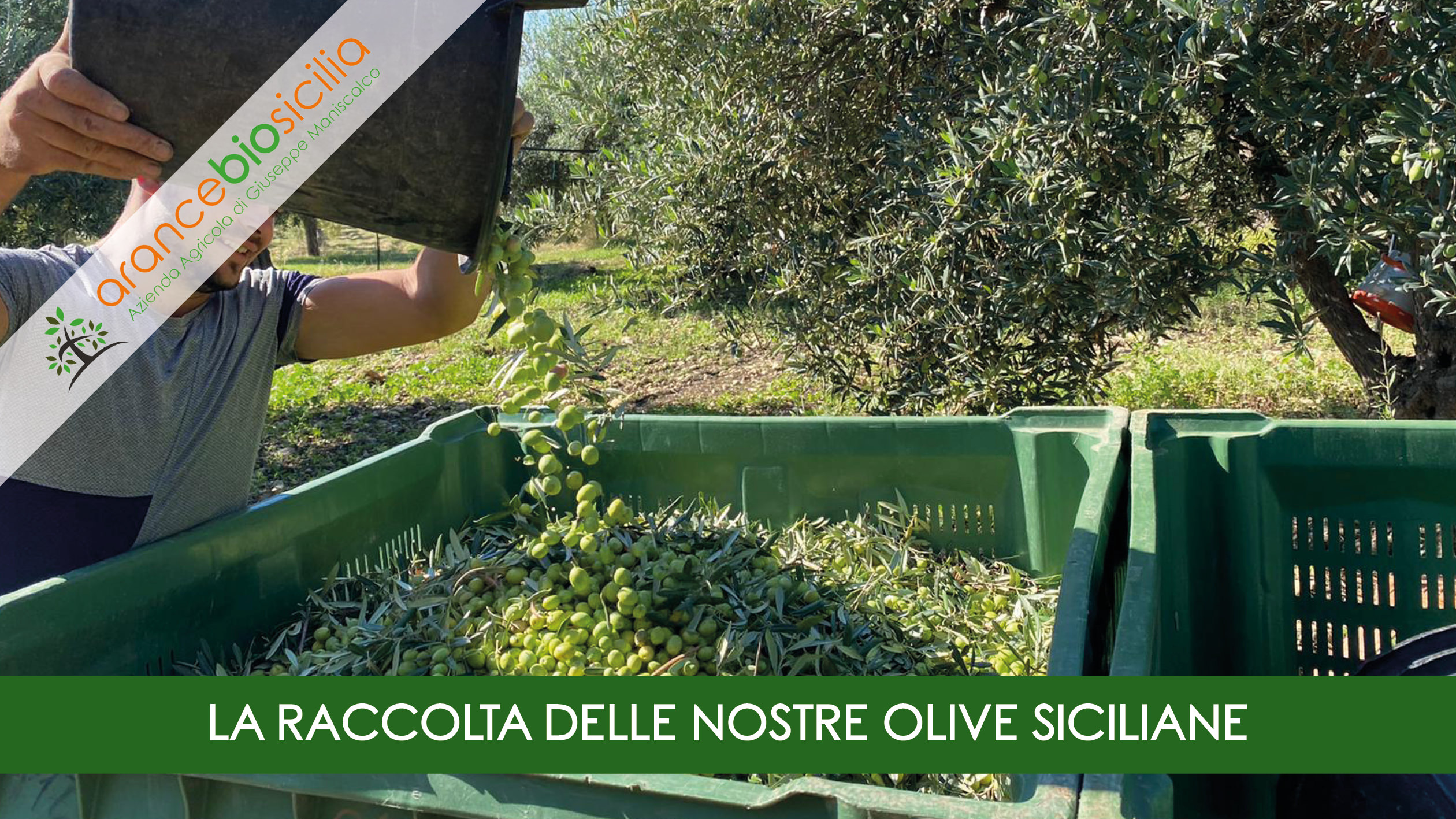 La raccolta delle nostre olive Siciliane