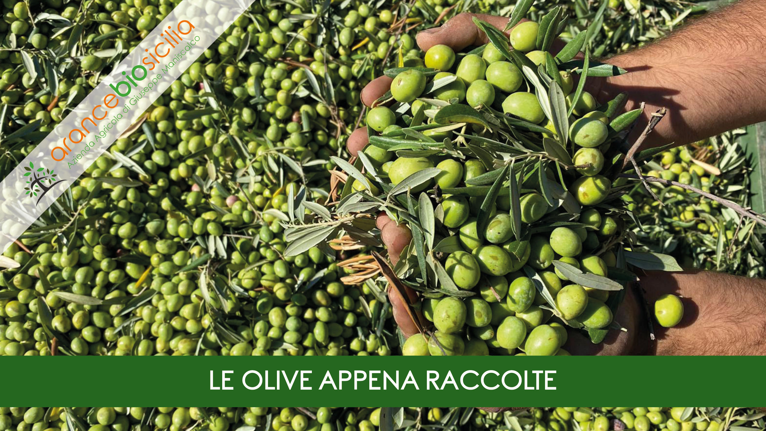 Le olive appena raccolte